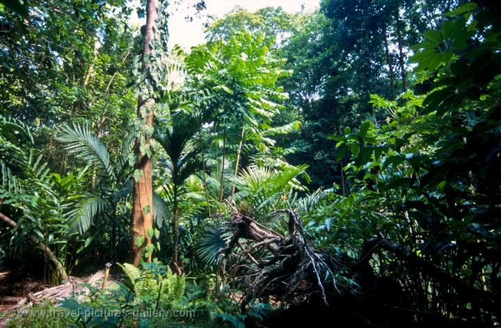 Pictures Of Australia - Darwin-kakadu-0050 - Rainforest, Darwin Botanic 