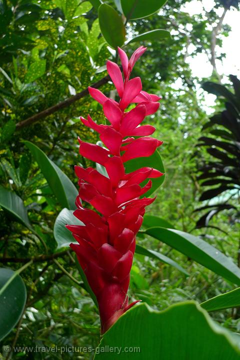 Pictures Of Fiji - Viti Levu- South-0045 - Alpinia Purpurata, Red 