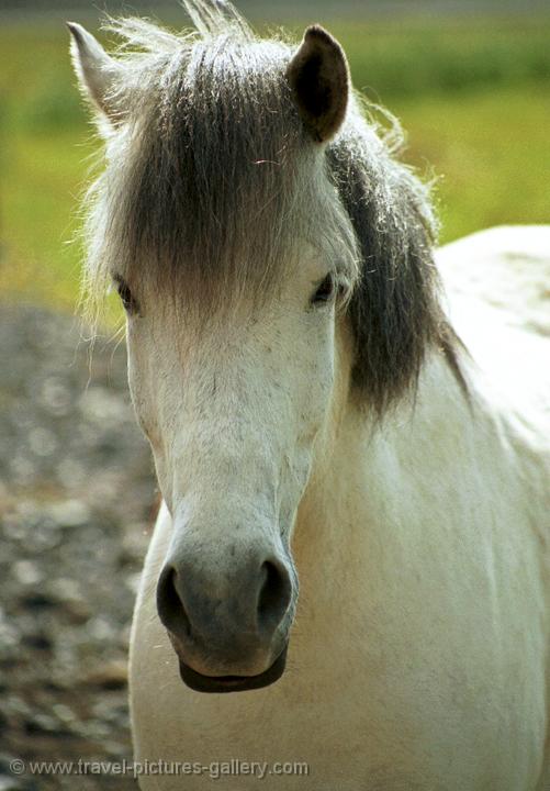 a typical Icelandic horse