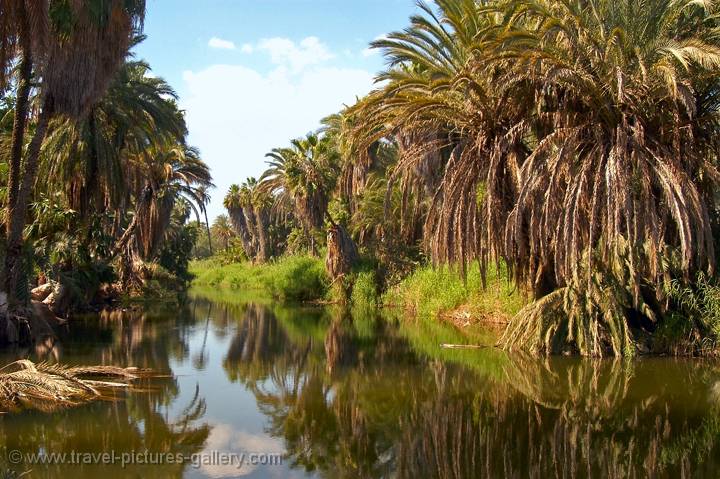 date palms along the Rio Mulege, Baja California