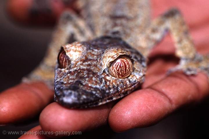 leaf-tailed gecko, Ranomafana N.P.