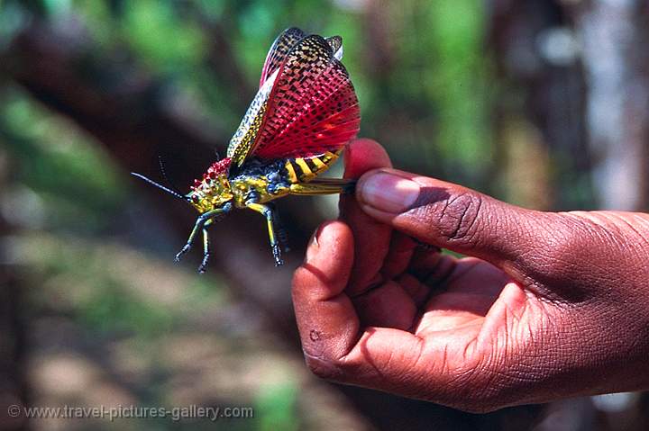 grasshopper, Ranomafana N.P.