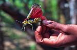 grasshopper, Ranomafana N.P.