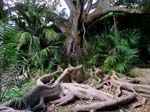 tree roots, Ponta Delgada So Miguel Island