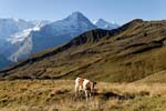cow grazing, alpine meadows