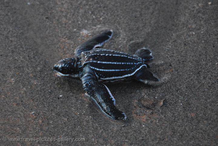 Baby Leatherback Turtle