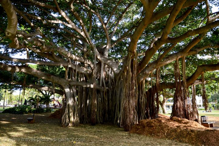 Pictures Of Hawaii - Honolulu- Waikiki-0030 - Big Banyan Tree In Ala 