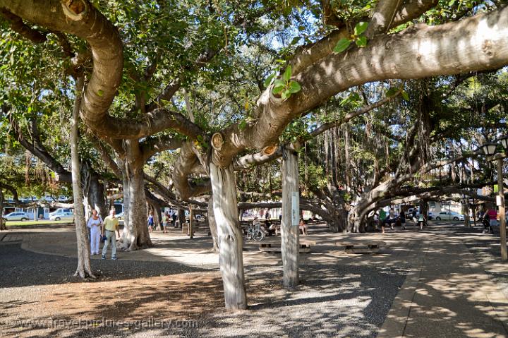 Pictures Of Hawaii - Maui-0067 - Huge Banyan (ficus) Tree, Lahaina