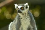 Lemur, (Ringtail), Parc National de Ranomafana, Madagascar