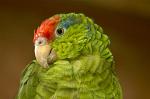 Green-Cheeked Parrot, (Amazona viridigenalis), Chiapas, Mexico