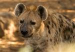 spotted Hyena, Kalahari, Botswana