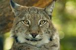 North American (Canadian) Lynx