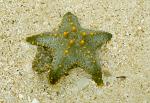 Starfish, Indian Ocean, Zanzibar, Tanzania