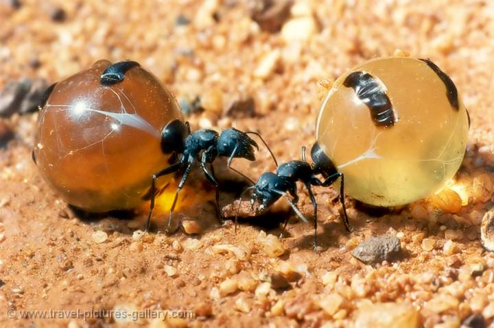 Honey Ants (or Honey Pot Ants, Alice Springs Desert Park, Australia