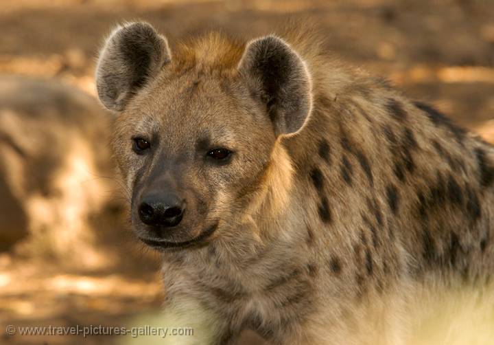spotted Hyena, Kalahari, Botswana