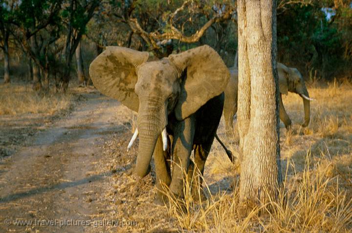 South Luangwa, young elephant
