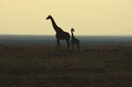 Giraffe at sunset, Etosha N.P.