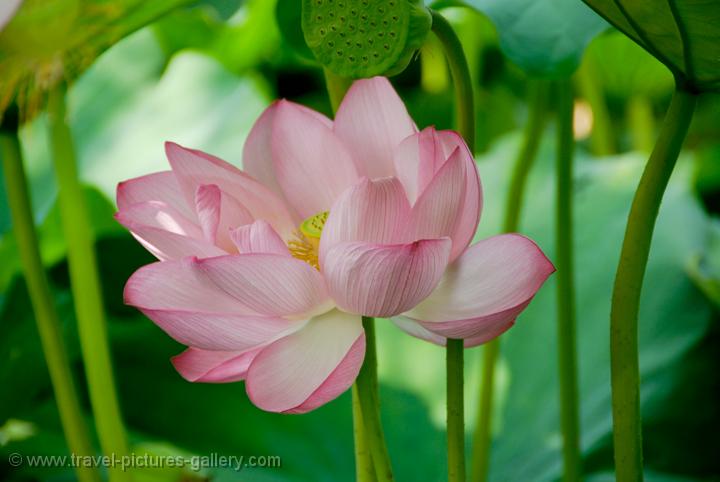 Pictures of Australia - Darwin-Kakadu-0038 - lotus flower, Yellow Water ...