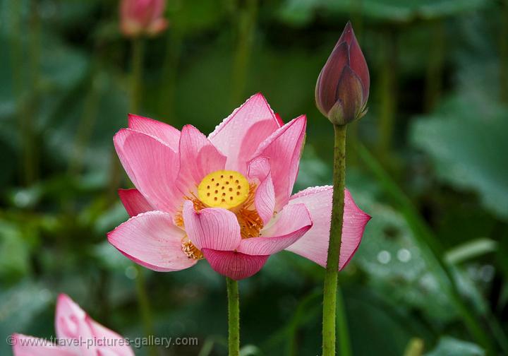 Pictures of Australia - Darwin-Kakadu-0049 - lotus flower, Yellow Water ...