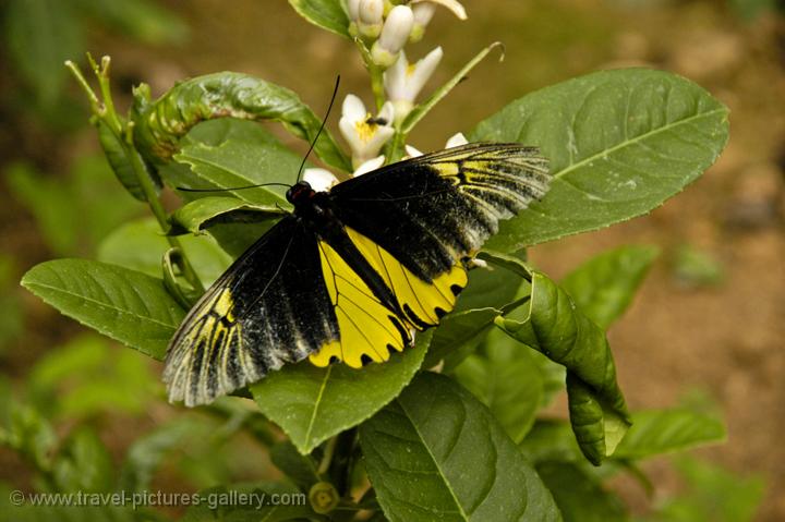 Pictures Of Australia Queensland 0007 Butterfly At The