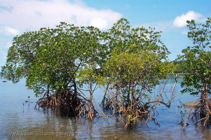 Pictures of Australia - Queensland-0052 - mangrove trees at Mission Beach