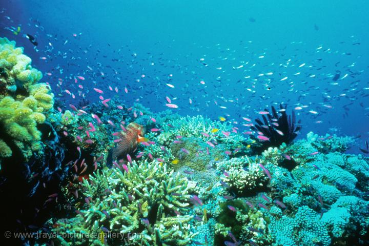 Pictures of Australia - Queensland-0060 - Great Barrier Reef ...