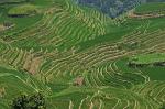 rice terraces, paddy fields