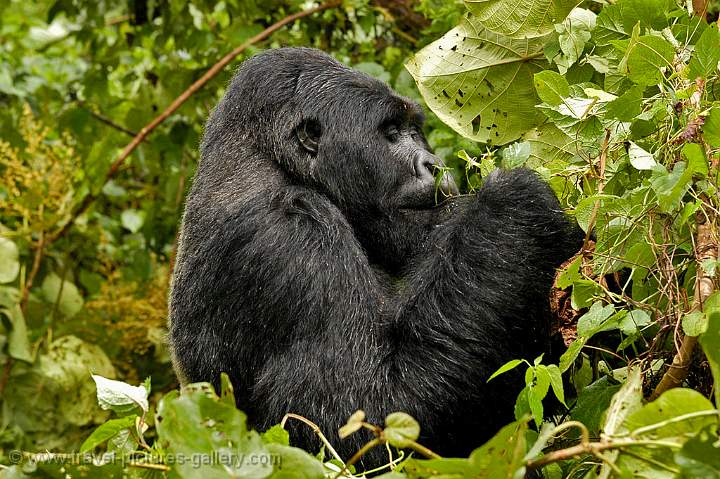 a first glimpse of a Gorilla, Parque National des Virunga