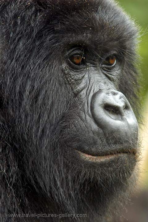 the Mountain Gorilla (Gorilla Gorilla Beringei), Parque National des Virunga