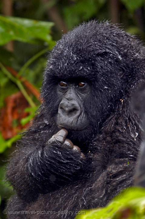 a young Mountain Gorilla