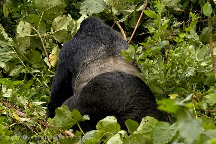 a big male 'silverback' Gorilla
