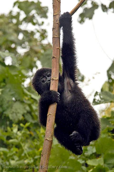 a playful young Gorilla