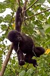 a playful young Mountain Gorilla