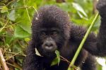a young Gorilla close up