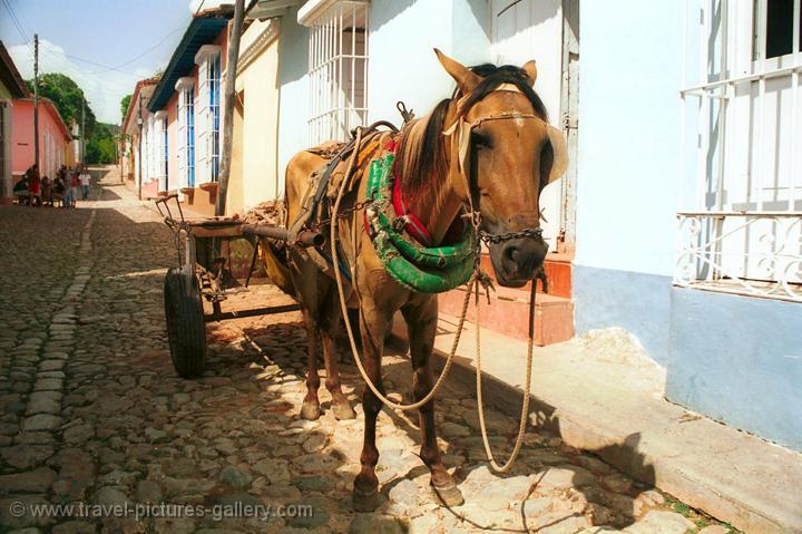 a horse and cart, colonial houses, Trinidad