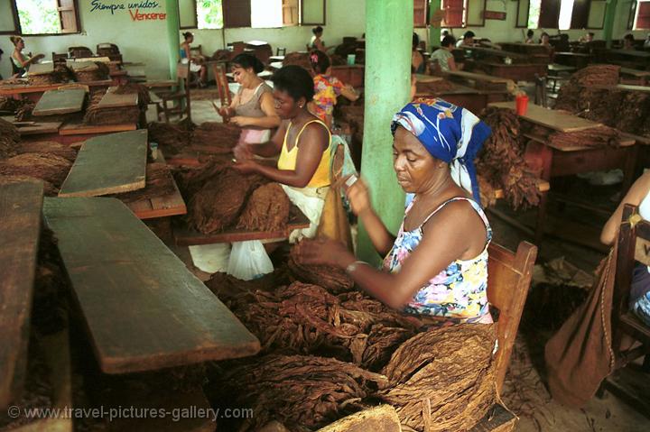 women selecting tobacco leaves in a cigar factory, Vinales