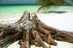 tree trunk on the beach, Cayo Levisa