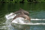dolphins doing tricks at Varadero