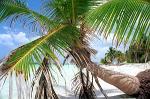 palm tree, Cayo Levisia beach