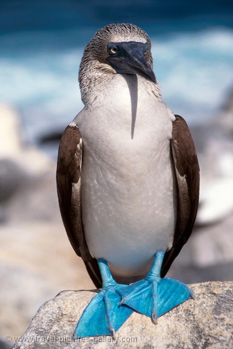 Pictures of Ecuador - Galapagos-0011 - Blue-footed Booby (Sula nebouxii)