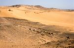 camel trip in the desert