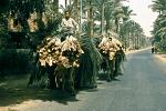 boys transporting palm leaves with camels at the oasis