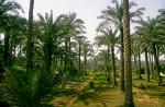 palm trees at an oasis near Saqqara