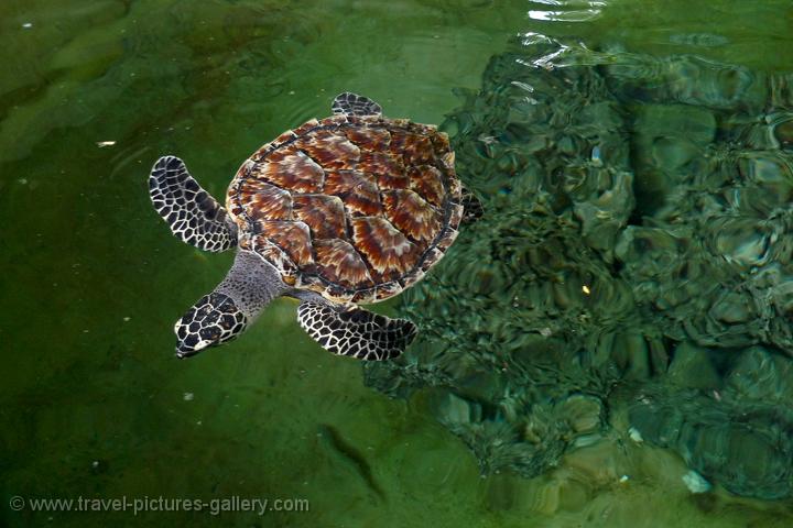 Pictures of Fiji - Viti Levu- south-0042 - Hawksbill sea turtle ...