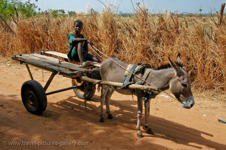 Pictures of Gambia-0076 - boy with donkey cart, Wassu