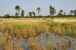 landscape along the Gambia River