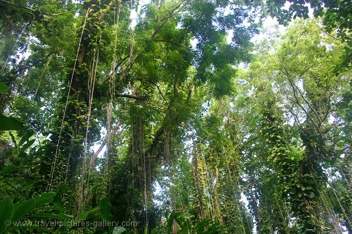 Pictures of Jamaica -0006 - tropical rain forest near Portland