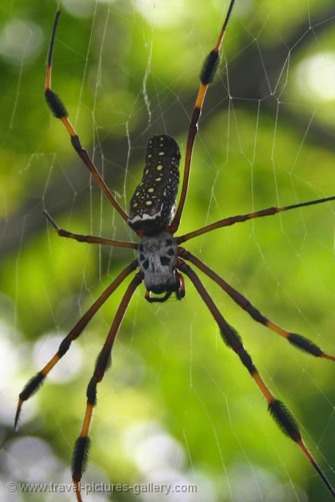 Pictures of Jamaica -0080 - an impressive sized spider