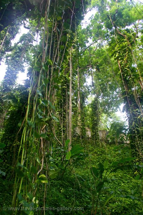 Pictures of Jamaica -0116 - tropical rain forest near Portland