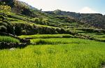 rice fields in Langtang, Nepal